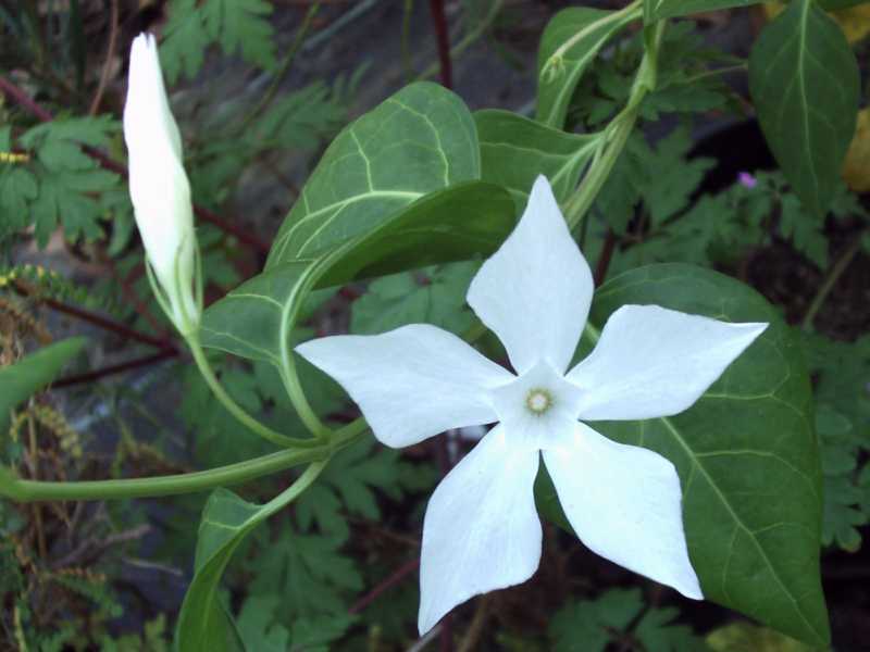 Vinca difformis subsp. sardoa / Pervinca sarda